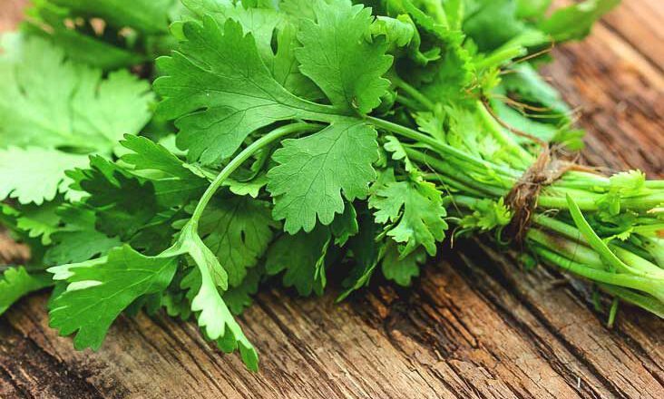 What Coriander Can Do for Your Health?